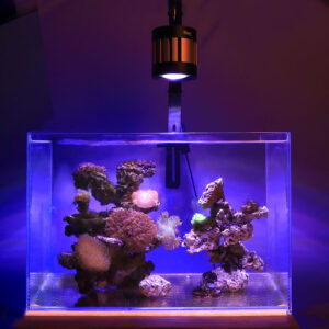 saltwater aquarium light