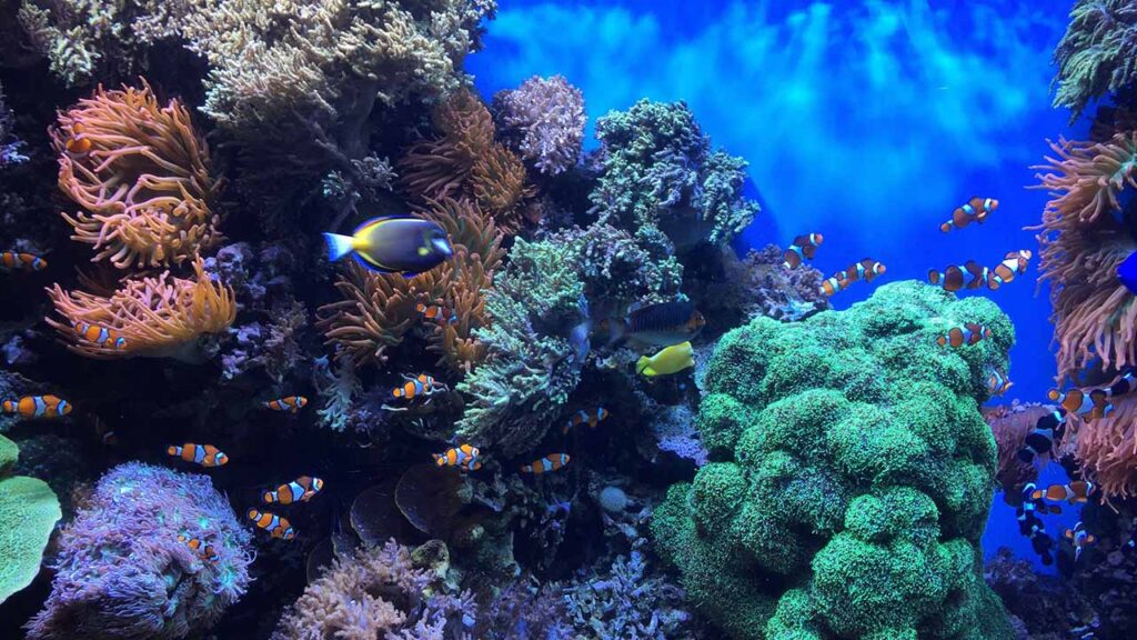 Reef Tank Owner Water Change Routine Checklist photo