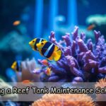 Making a Reef Tank Maintenance Schedule