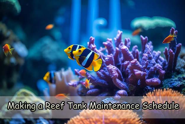 Making a Reef Tank Maintenance Schedule