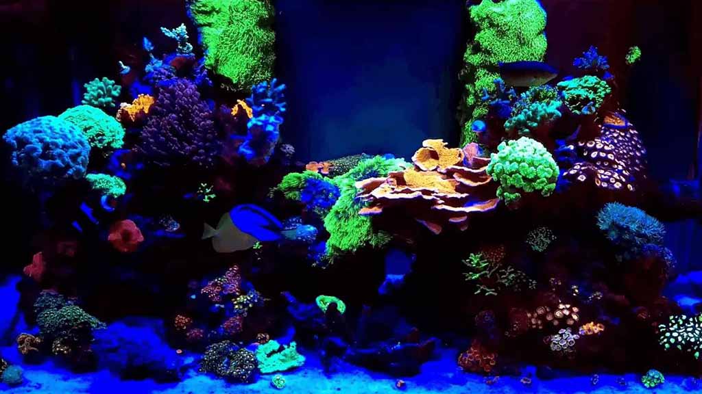 Nano Reef Tank Maintenance