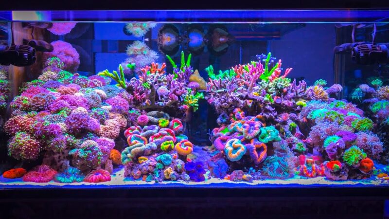 Image showcasing Making a Reef Tank Maintenance Schedule - hygger