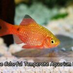 More Colorful Temperate Aquarium Fish
