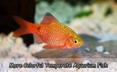 More Colorful Temperate Aquarium Fish
