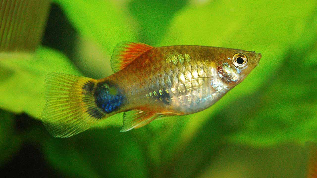 Temperate fish tank hotsell