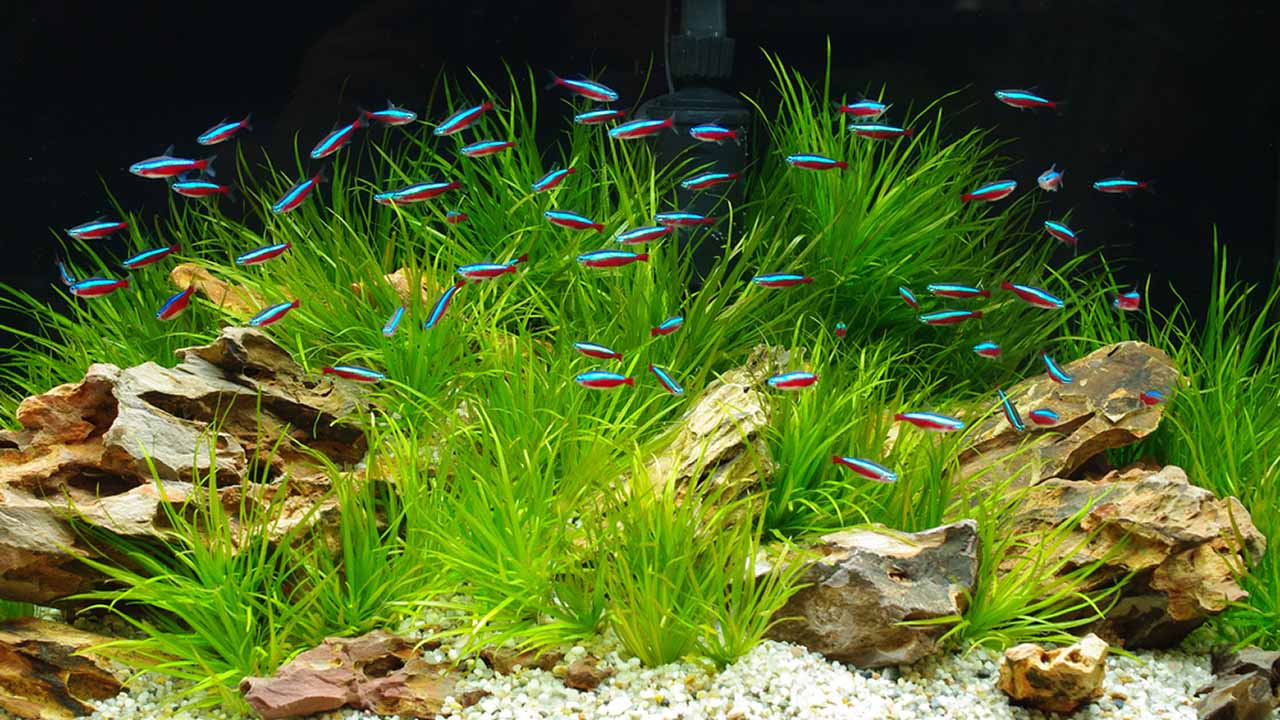 temperate aquarium fish