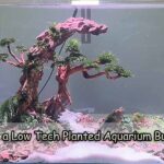 Start a Low-Tech Planted Aquarium Building