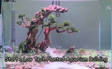 Start a Low-Tech Planted Aquarium Building