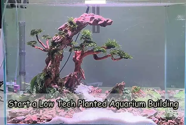 Start a Low-Tech Planted Aquarium Building