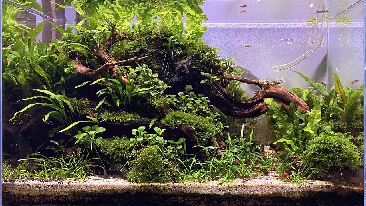 build a planted aquarium