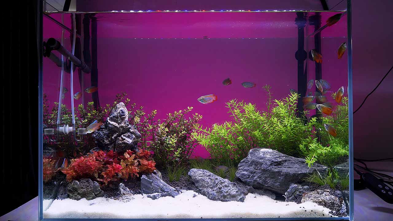 low tech planted aquarium