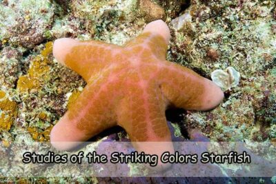 Studies of the Striking Colors Starfish
