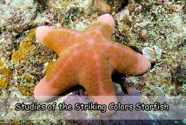 Studies of the Striking Colors Starfish