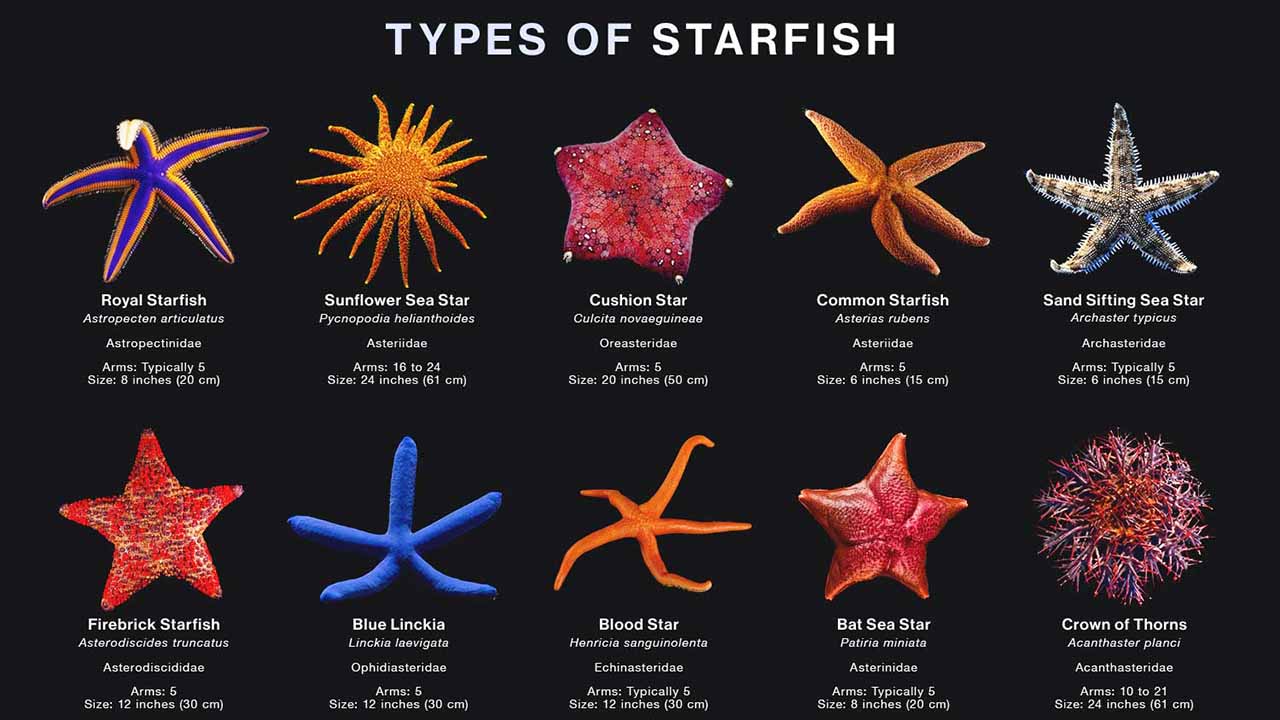 types of starfish