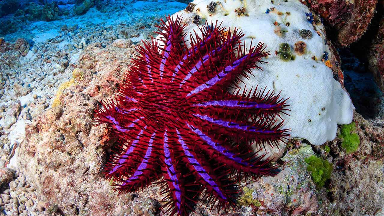 Starfish Colors