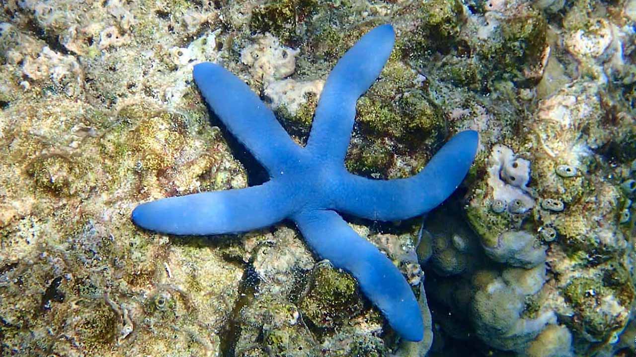 how long do starfish live