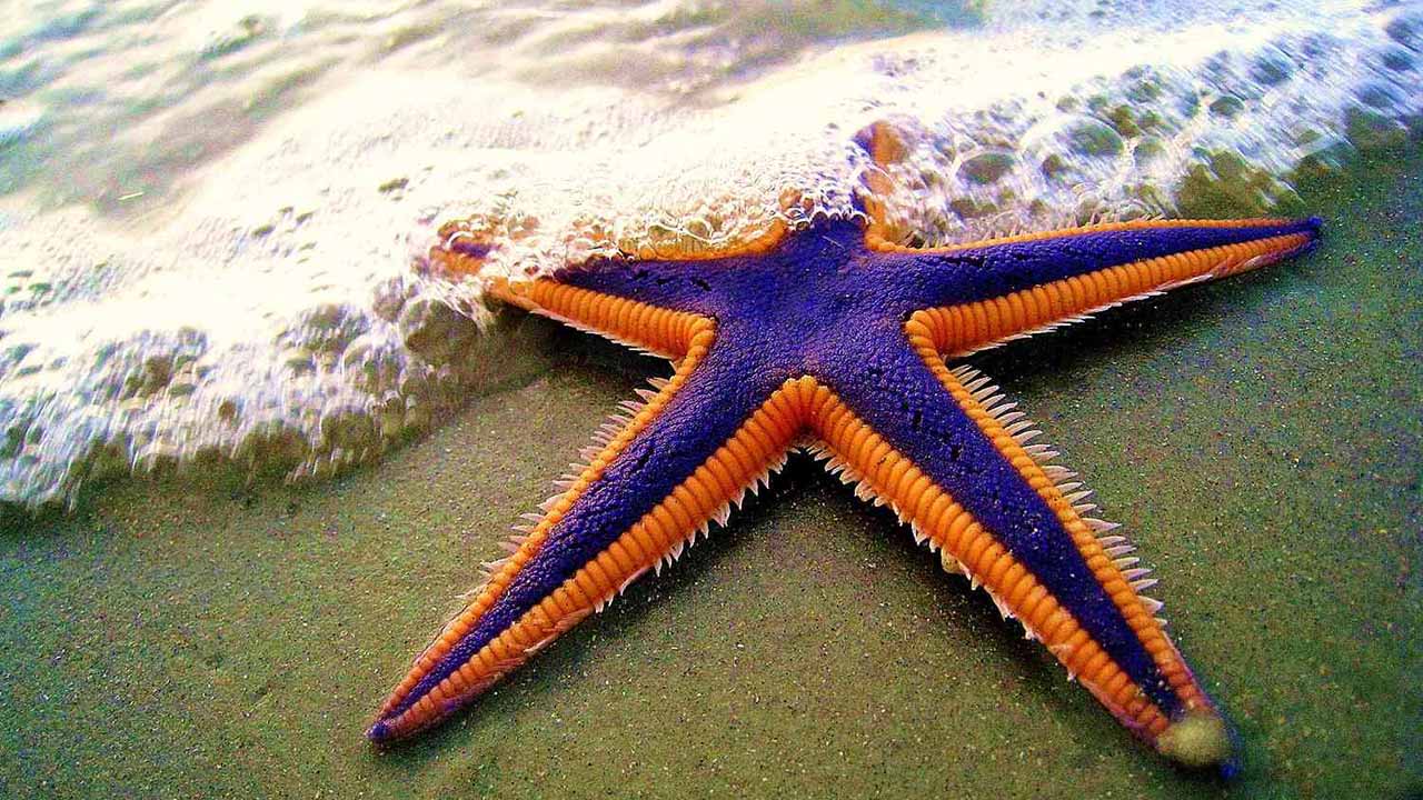 Studies of Starfish