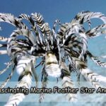 The Fascinating Marine Feather Star Anecdote