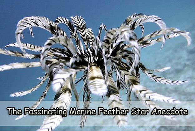 The Fascinating Marine Feather Star Anecdote
