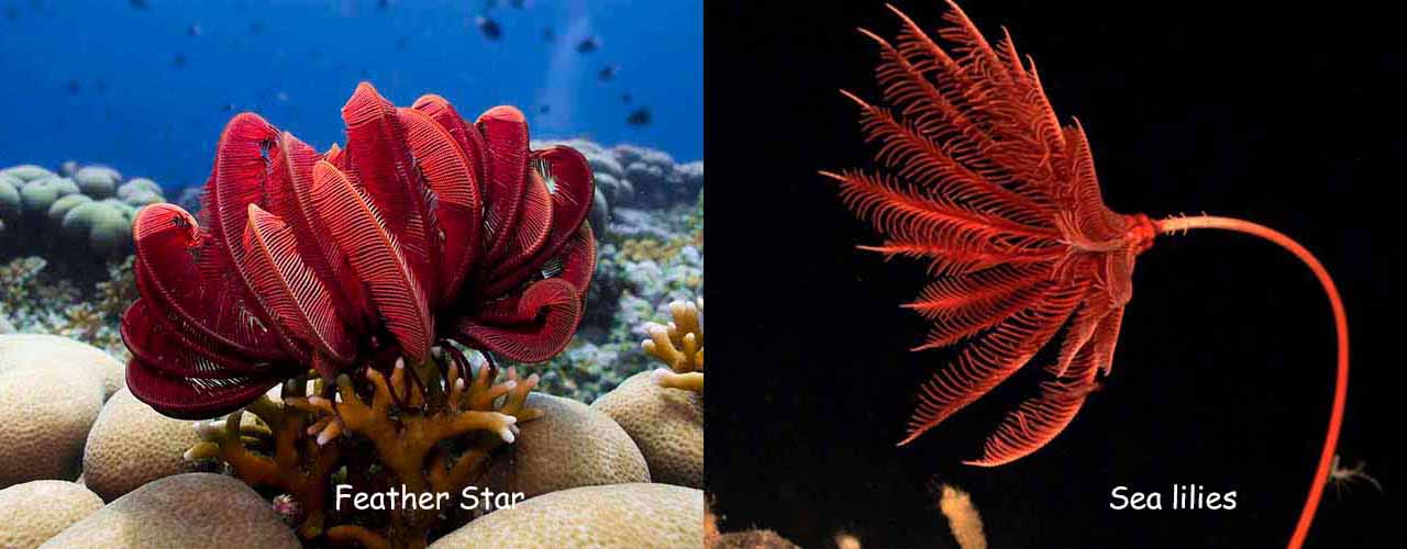 Sea lilies vs Feather Star