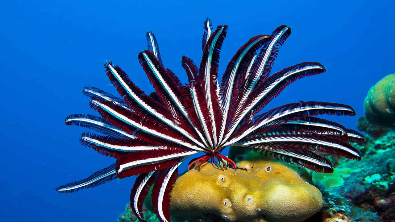 what do feather stars eat