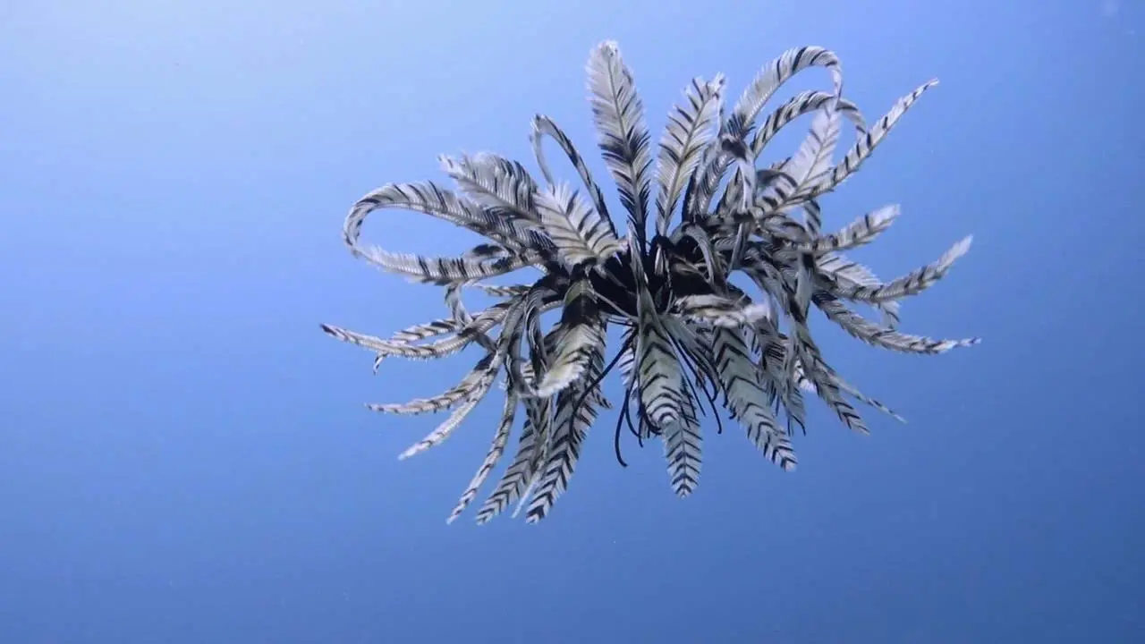 swimming feather star
