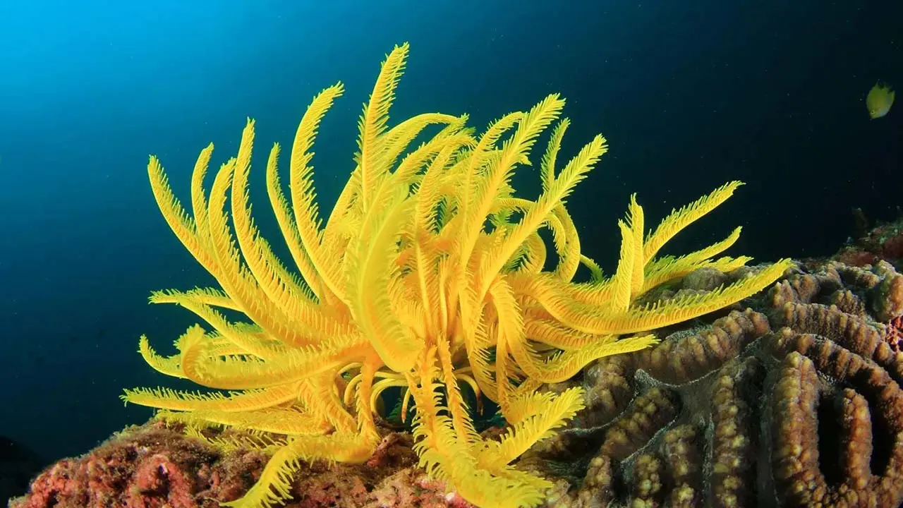 feather star