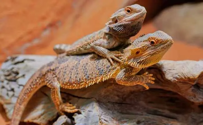 Bearded Dragon