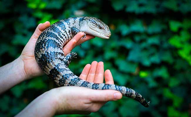 Blue-Tongued Skink