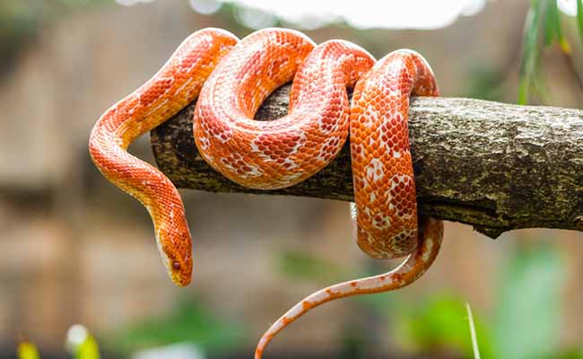 Corn Snake