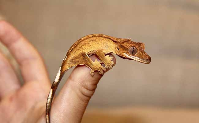 Crested Gecko