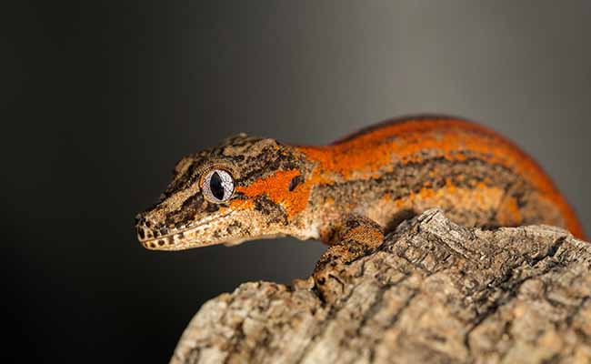 Gargoyle Gecko