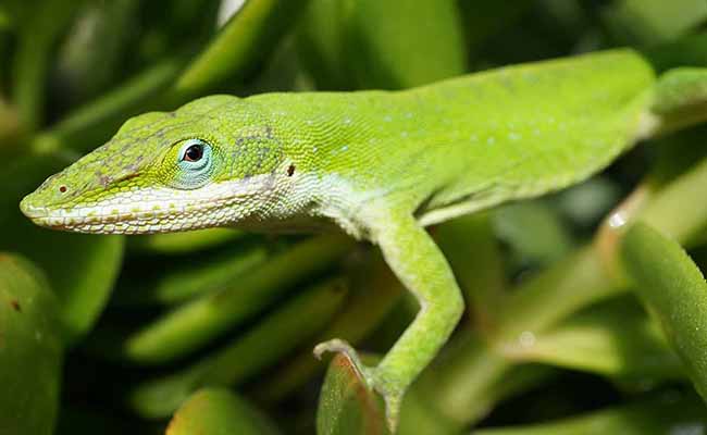 Green Anole