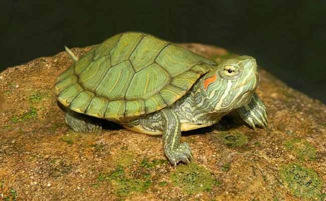 Red-Eared Slider