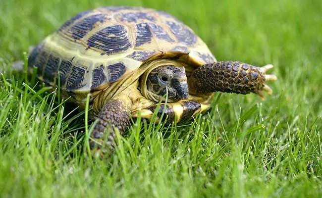 Russian Tortoise