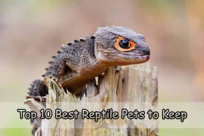 Top 10 Best Reptile Pets to Keep