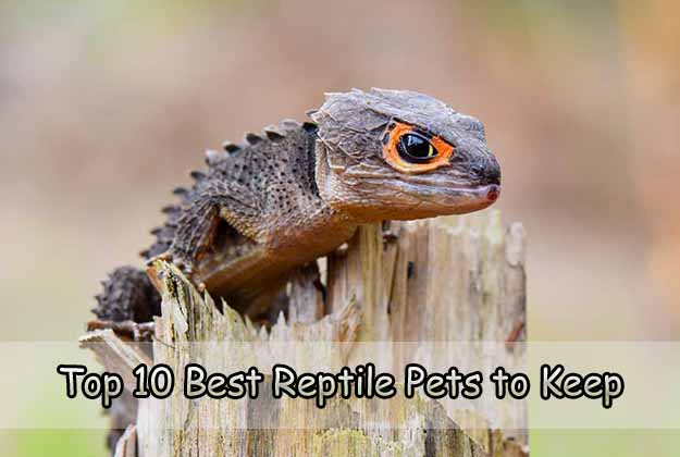 Best reptile stores sales online