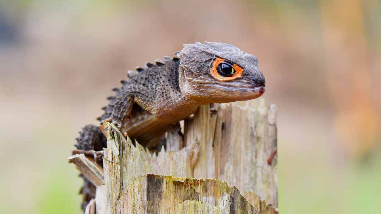 best reptile pets to keep