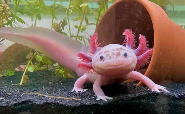 Axolotl