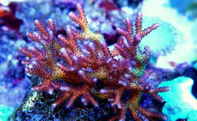 Bird's Nest Coral