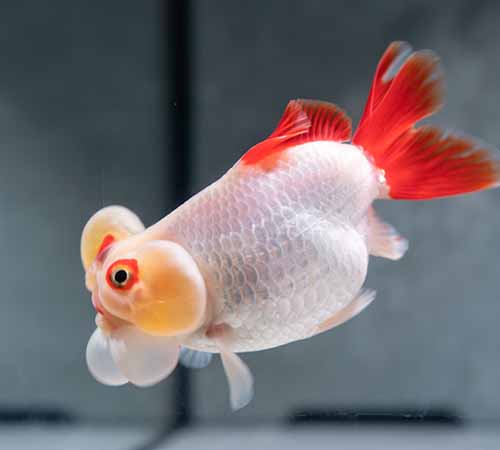 Bubble Eye Goldfish