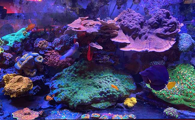 Dual Trenches reef tank