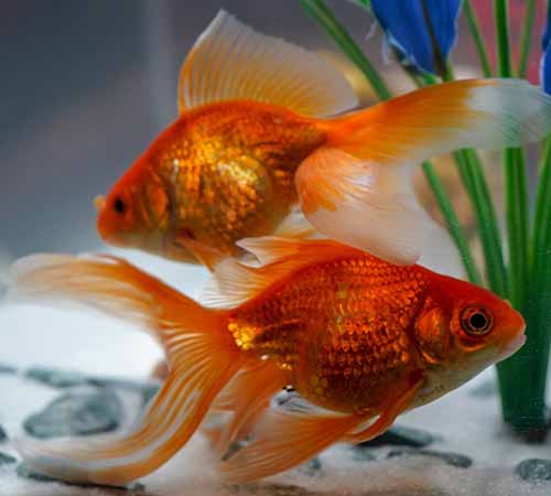 Fantail Goldfish