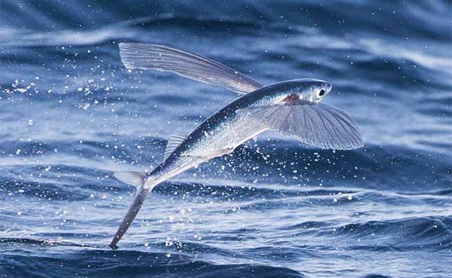 Flying Fish