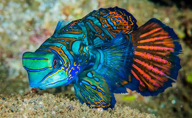 Mandarinfish