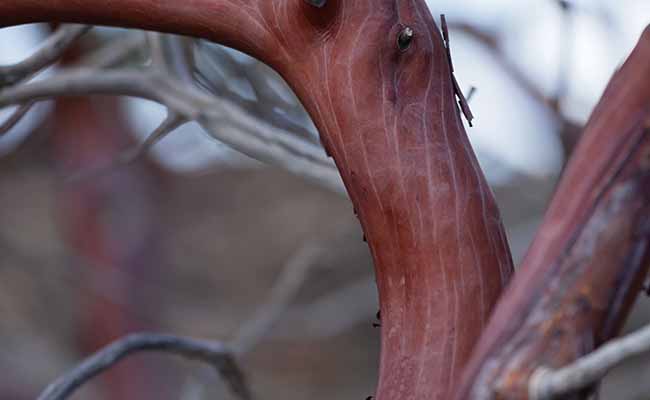 Manzanita