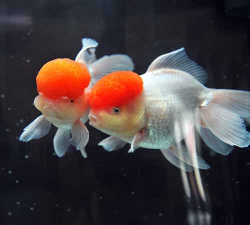 Oranda Goldfish