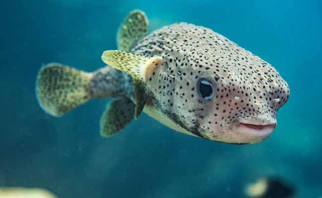 Pufferfish