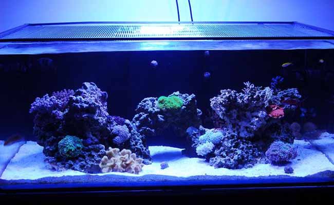 Single Arch reef tank