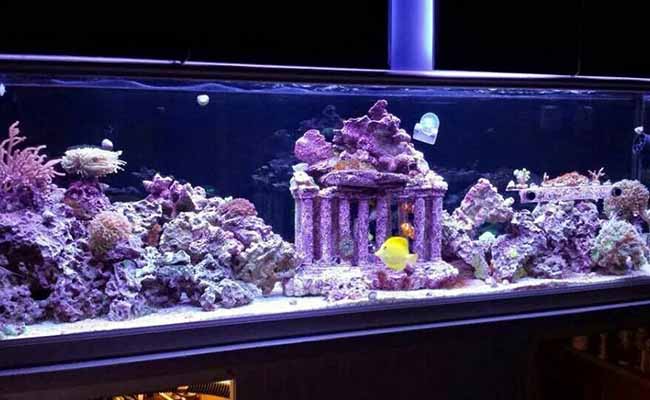 Split Reef Column reef tank